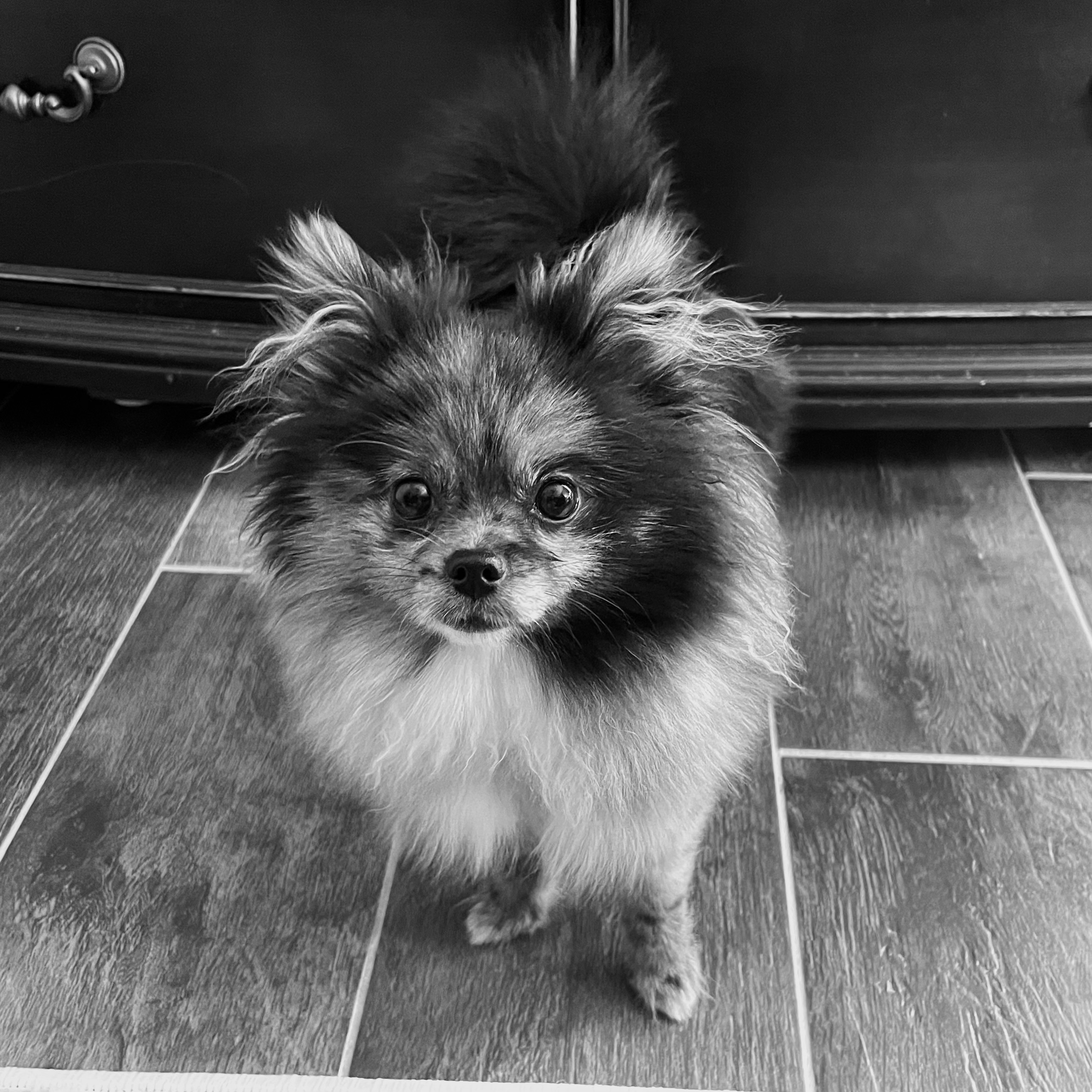 A Pomeranian named Freya